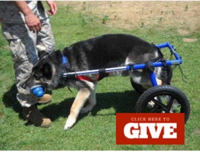 Give now to help others last chance pets like Rocky