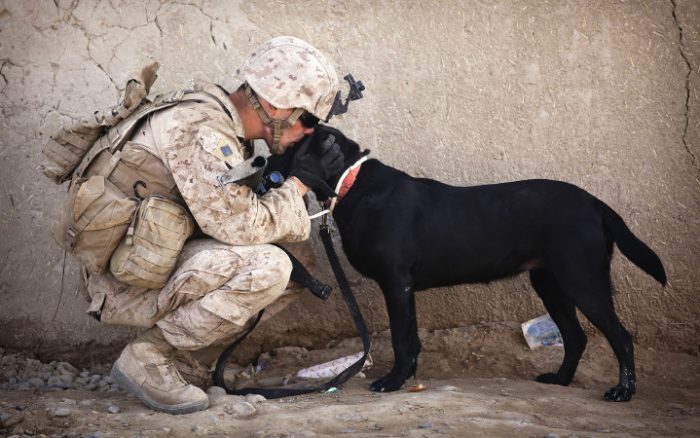 About military working dog adoptions - Pets for Patriots
