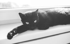 Stigma and superstition plague black pets