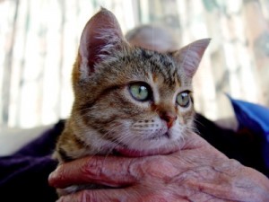 Old man holding cat