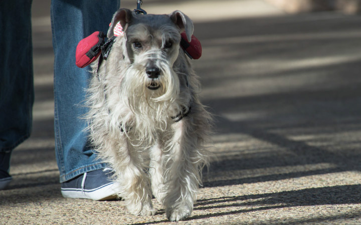 "Pathetic-looking" rescue dog saves disabled veteran from depression