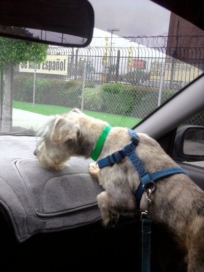 "Pathetic-looking" rescue dog saves disabled veteran from depression