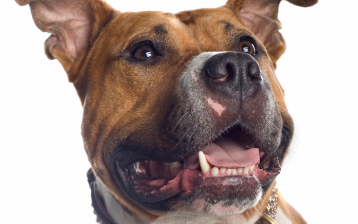 Is breed-specific legislation for on-base pet owners way off-base?