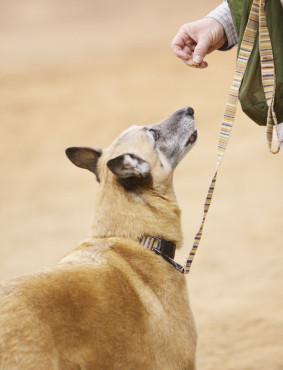 visual command to dog
