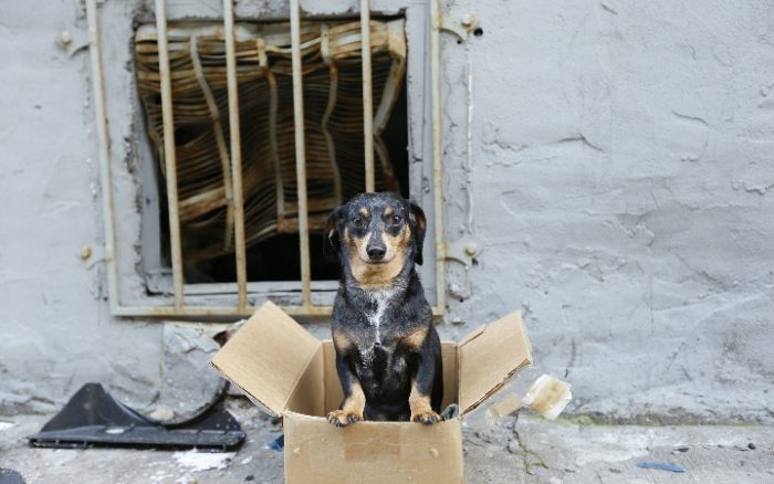 A dog overlooked at a shelter for 11 years has finally been adopted - The  Washington Post