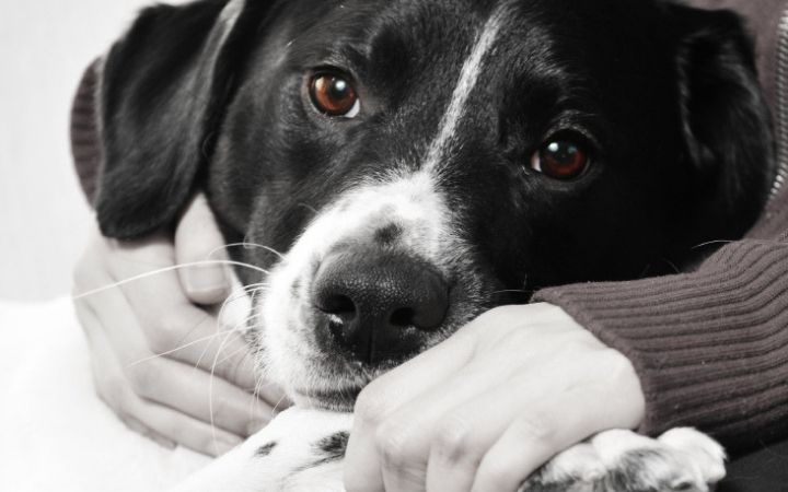 Know The Benefits of At-Home Euthanasia To Make the Right Choice For Your Pet