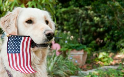Tips to keep your pet safe on the Fourth of July