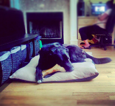 Magoo on bed