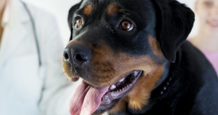 High anxiety: how to reduce pet stress at the veterinarian