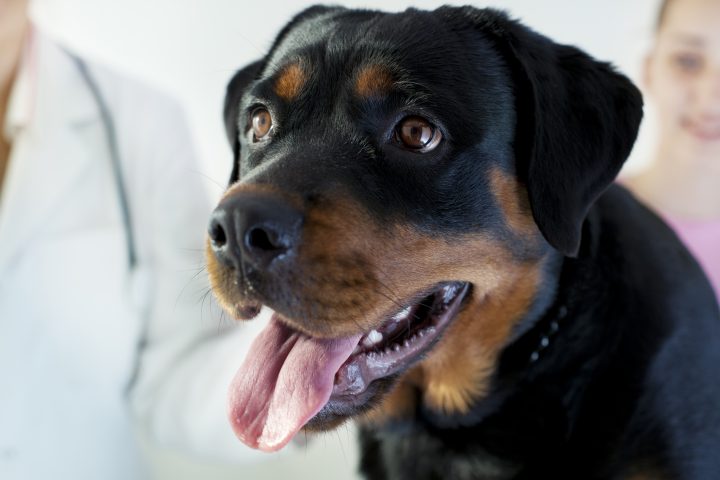 High anxiety: how to reduce pet stress at the veterinarian