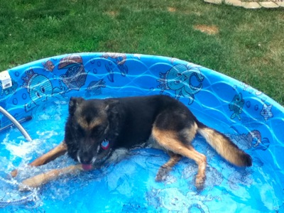 Annie in the pool 