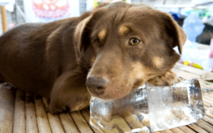 Hot weather pet care tips to keep dogs and cats healthy