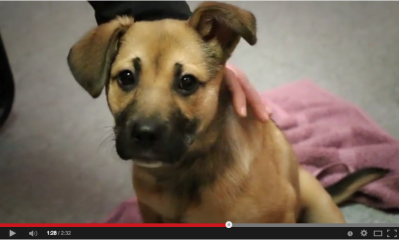 Video courtesy Michigan Humane Society; all rights reserved.