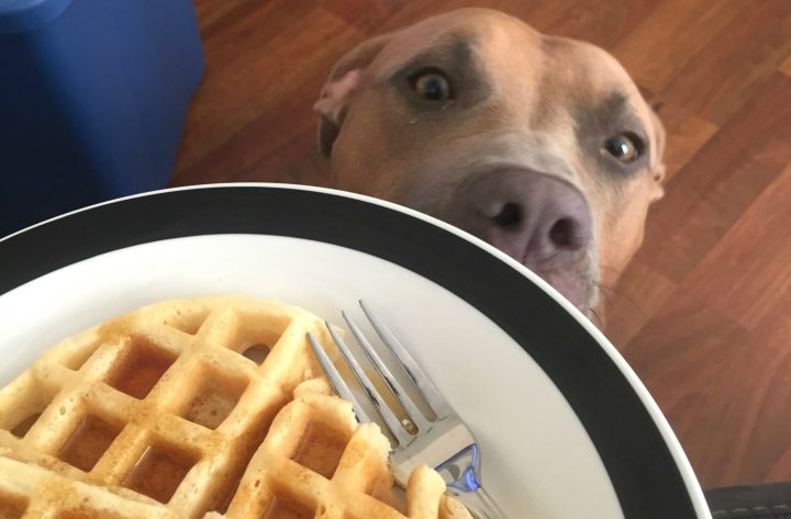 Waffles (Aaron) and waffles_cropped