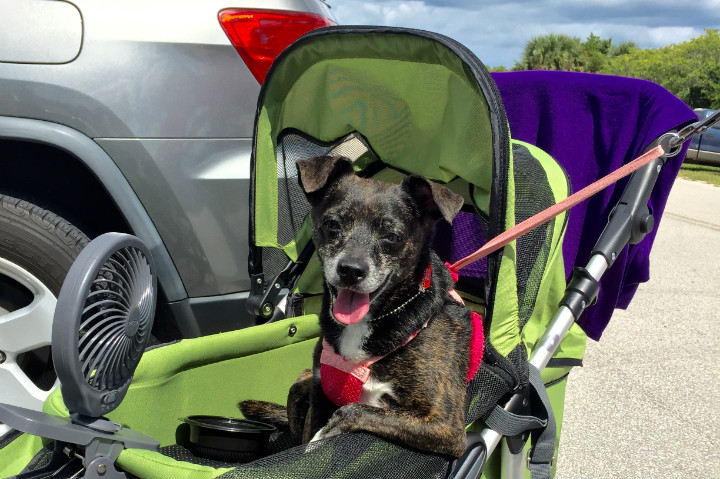 Jazzy in stroller_720px