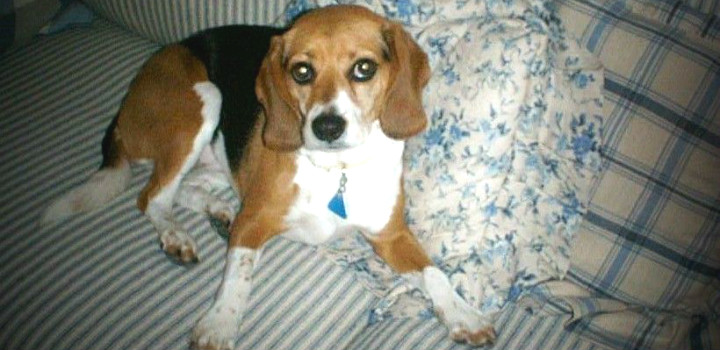 Murphy the Air Force veteran Beagle