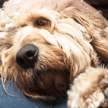 Oak Ridge Animal Hospital Oak Ridge Animal Hospital