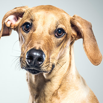 Lancaster Center for Animal Life-Saving Lancaster Center for Animal Life-Saving