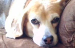 Murphy the Beagle