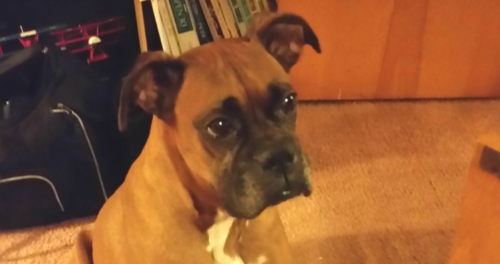 Roxy abused dog