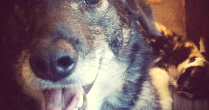 Phillip old abused dog