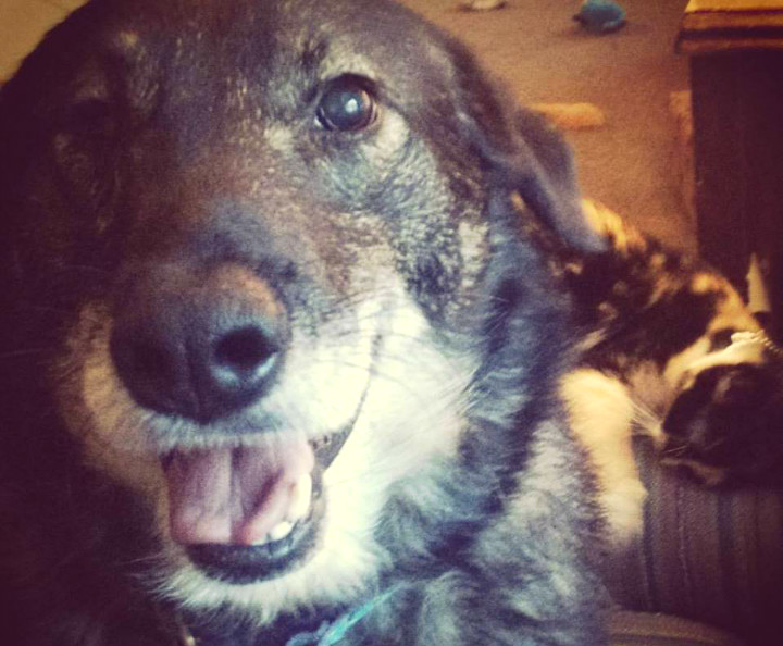 Phillip old abused dog