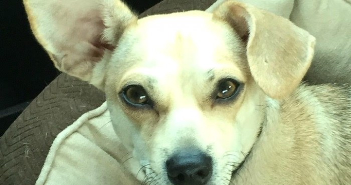 Special needs dog dies if not adopted
