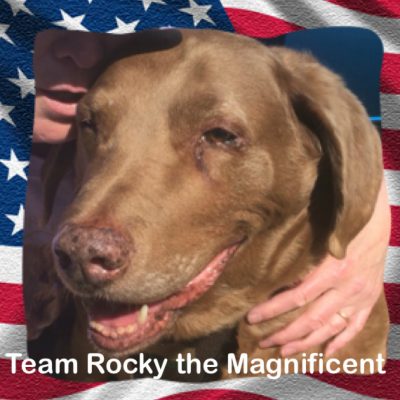 Rocky rescue dog with canine cancer