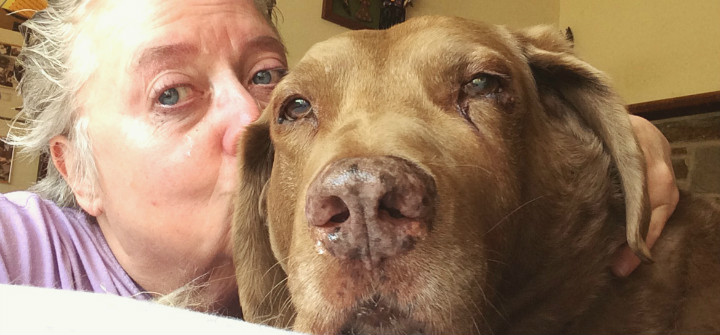 Rocky rescue dog with canine cancer