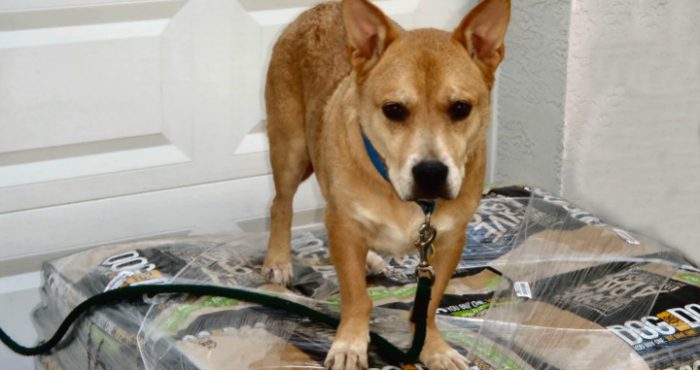 Senior dog and Air Force veteran saved by strangers