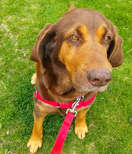 Homeless hound joins Devil Dog family