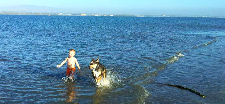 Stray dog adopts Navy family of his own