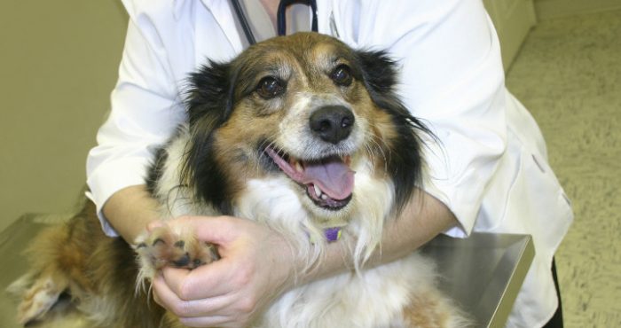 VCA Charities makes change for veterans and their adopted pets