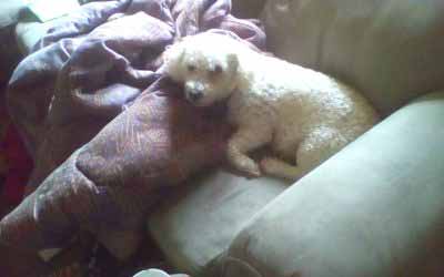 Vietnam veteran adopts the senior dog he needs