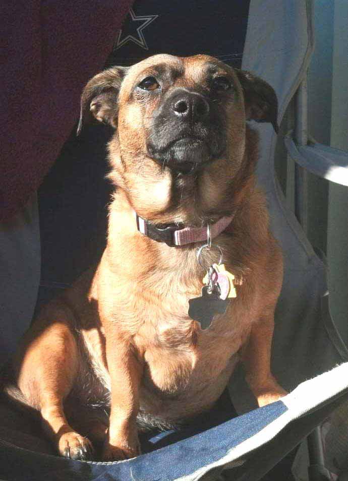 Healing and prayer connect Navy veteran with little shelter dog