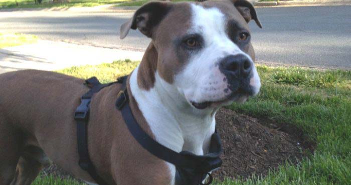 Globe-trotting Navy corpsman comes home to shelter dog