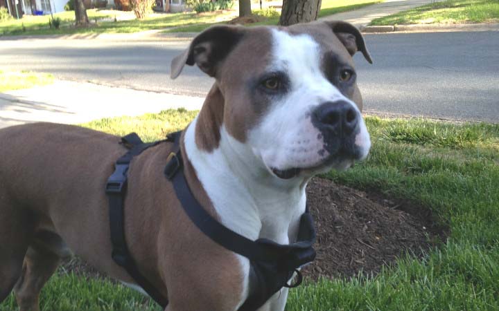 Globe-trotting Navy corpsman comes home to shelter dog