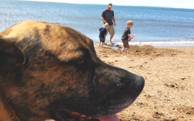 Adopted dog offers stability to Coast Guard family on the move