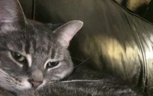 Rescued tabby cat earns Army veteran's devotion
