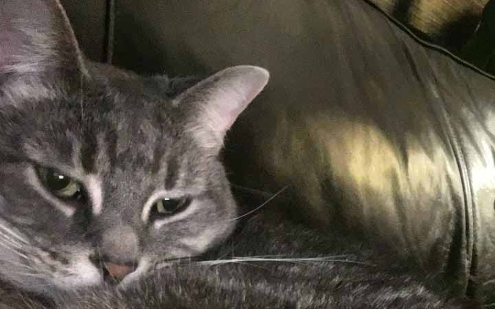 Rescued tabby cat earns Army veteran's devotion