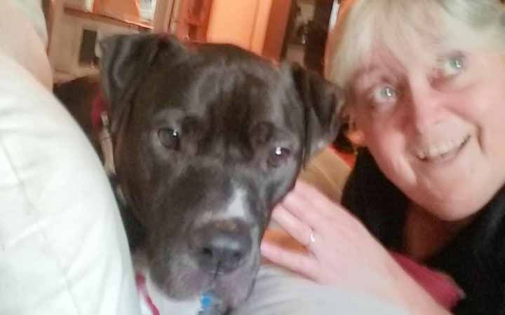 The Army veteran and the cat-loving Pit Bull