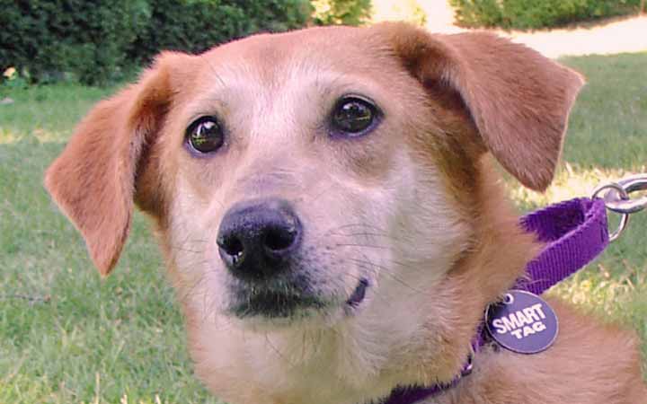 Army veteran saves little shelter dog with big issues