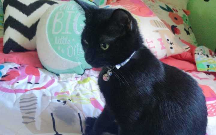 Shy black cat heals grieving military family