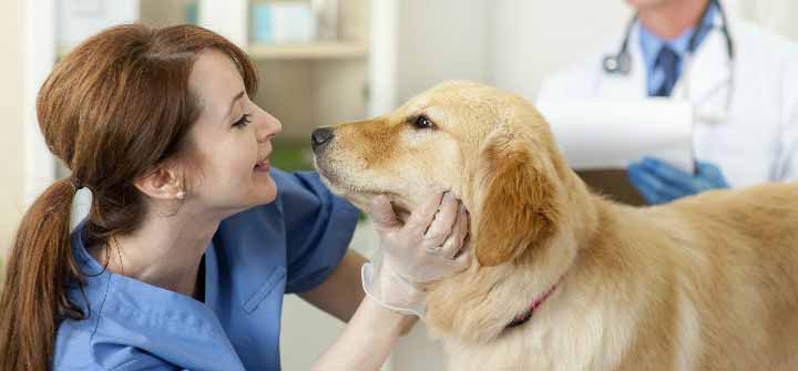 Nothing but the tooth: importance of pet dental health