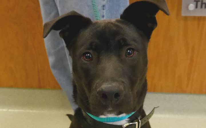 Loving shelter dog is "best therapy in the world" for retired airman