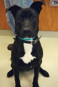 Loving shelter dog is “best therapy in the world” for retired airman