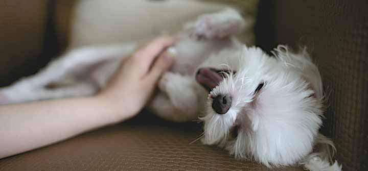 High anxiety: how to reduce pet stress at home