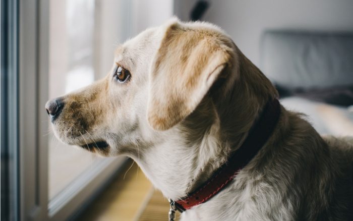 High anxiety: how to reduce pet stress at home