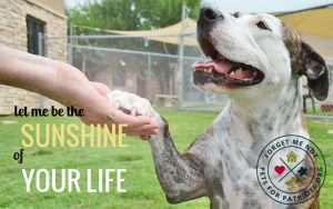 Sunshine