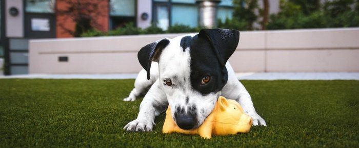 https://getyourpet.com/